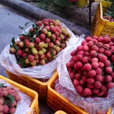 黑叶荔枝（广西荔枝）现摘现发品种齐全，对接电商市场批发商
