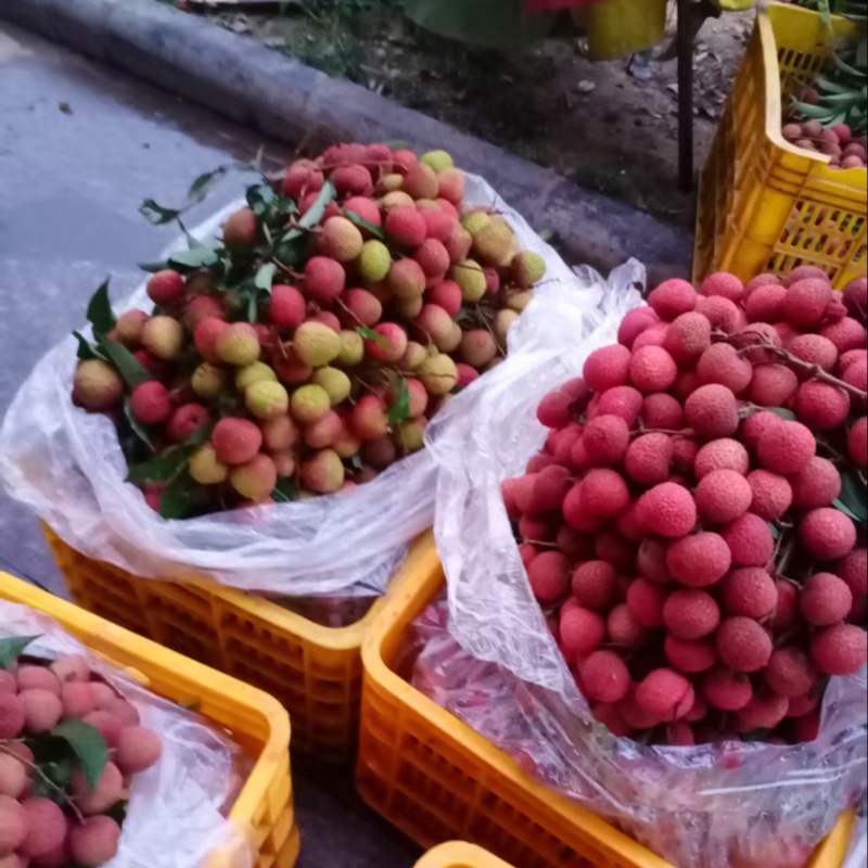 黑叶荔枝（广西荔枝）现摘现发品种齐全，对接电商市场批发商