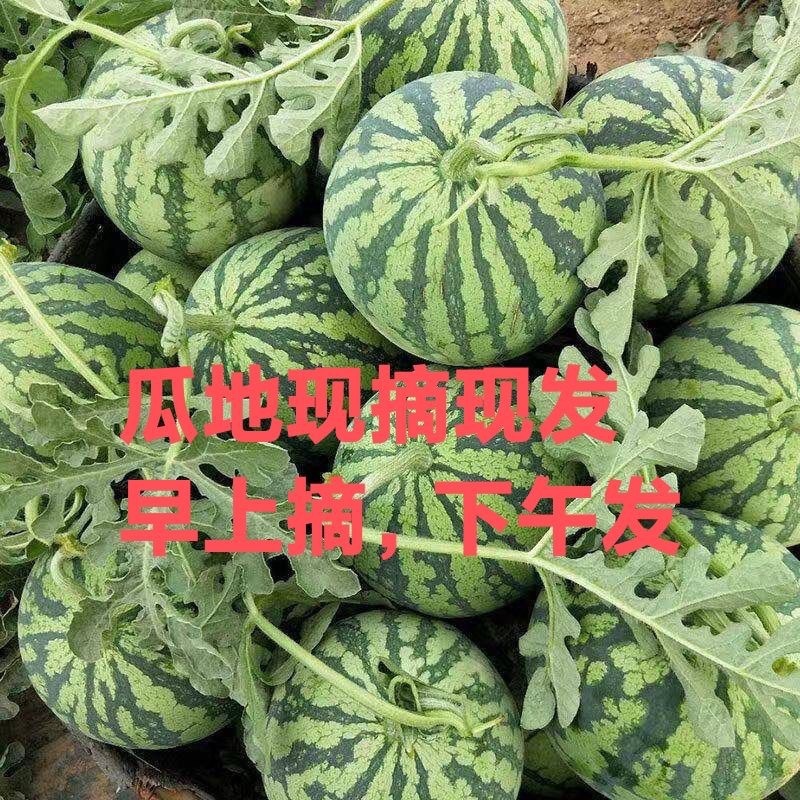 美都露天头茬西瓜，麒麟西瓜，整车批发，山瓜产地直发