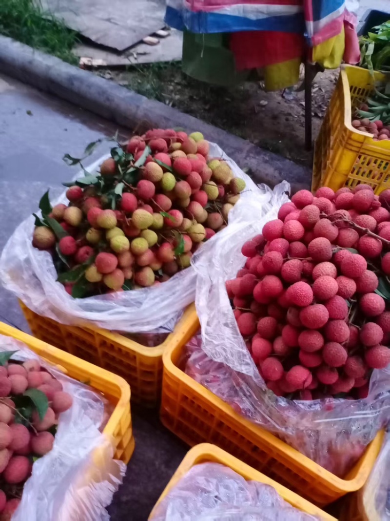黑叶荔枝（广西荔枝）现摘现发品种齐全，对接电商市场批发商