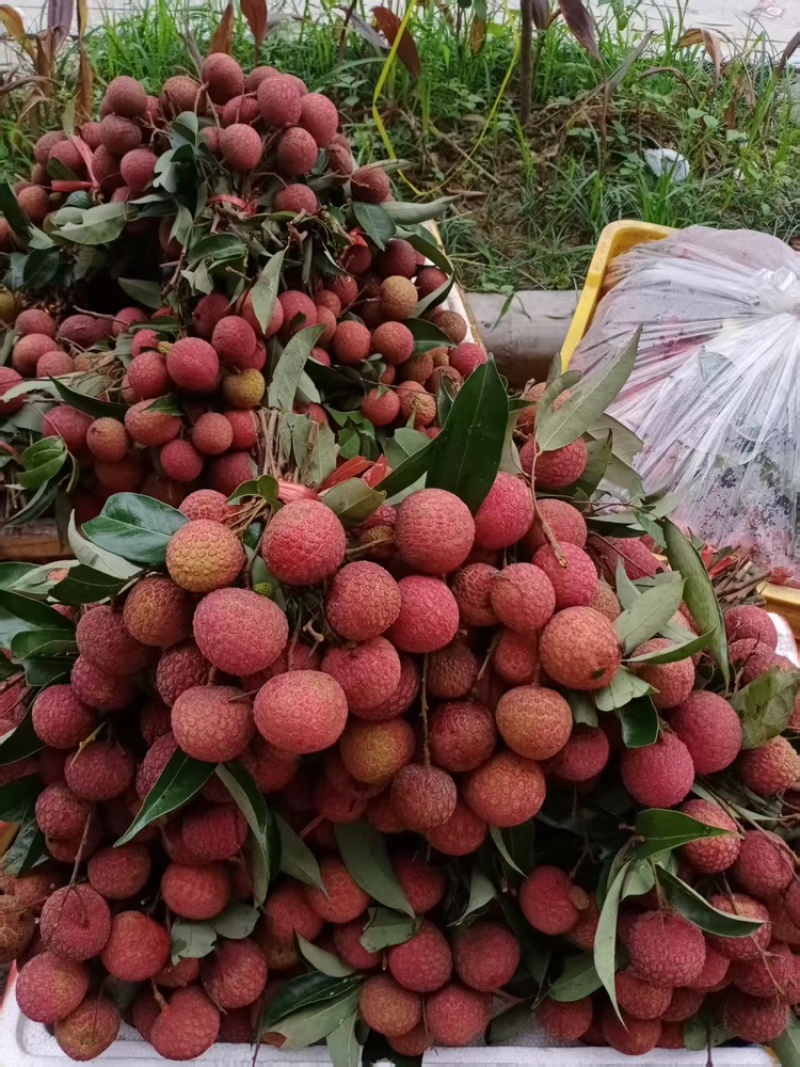 黑叶荔枝（广西荔枝）现摘现发品种齐全，对接电商市场批发商