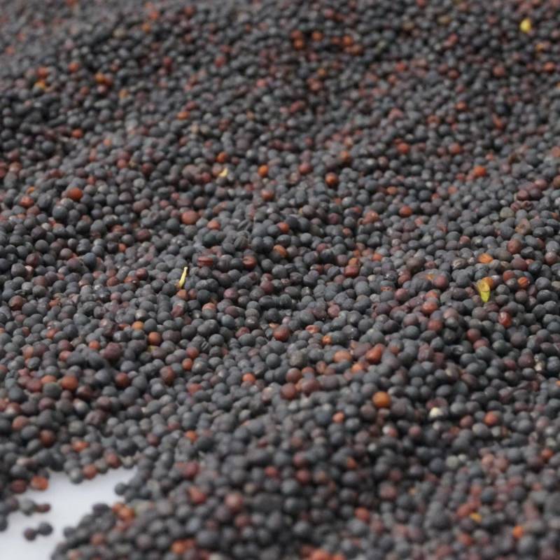 油菜籽[黑色]货源充足量大从优质量保证欢迎咨询