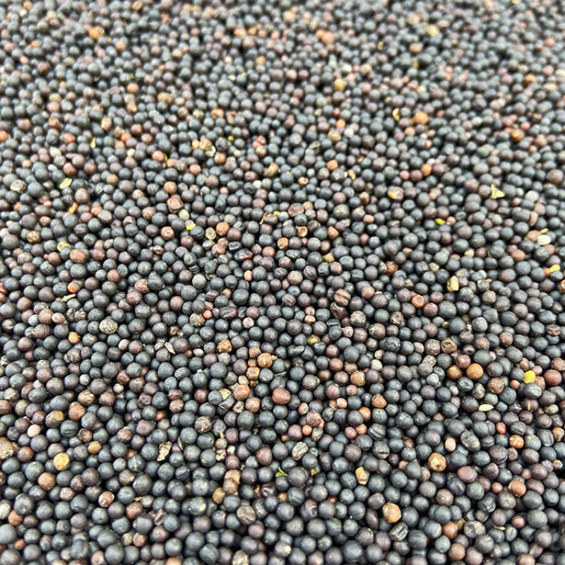 油菜籽[黑色]货源充足量大从优质量保证欢迎咨询