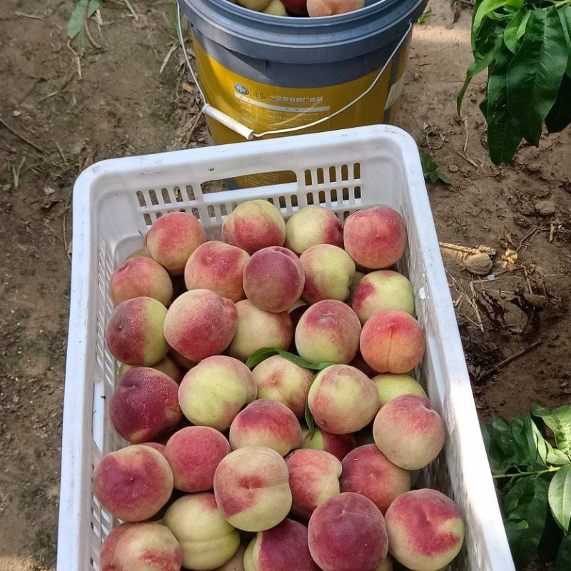 水蜜桃