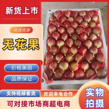 云南东川精品无花果，波姬红无花果，产地直供，量大价低。