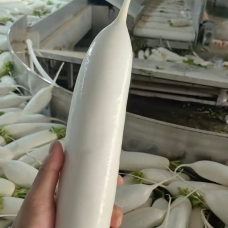 陕西榆林白萝卜大量有货，新鲜量大，长期供应，条形好