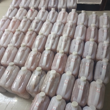 昆明小白鼠血清
