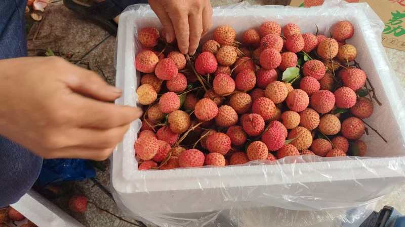 高州桂味大量现货