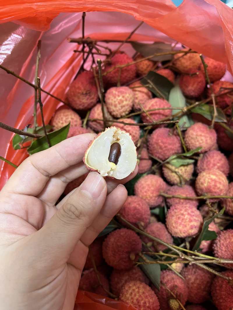 高州桂味大量现货