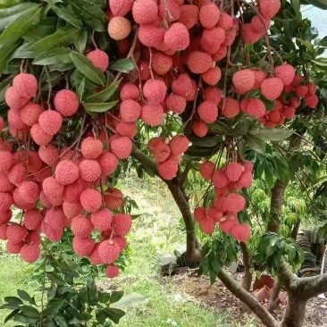 广东老树桂味荔枝产地直发保质保量大量工厂货市场精品整车发