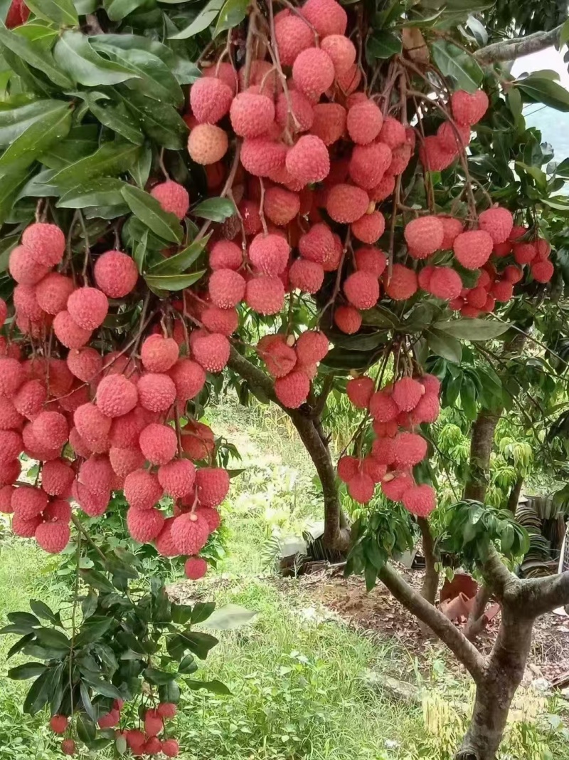 广东老树桂味荔枝产地直发保质保量大量工厂货市场精品整车发