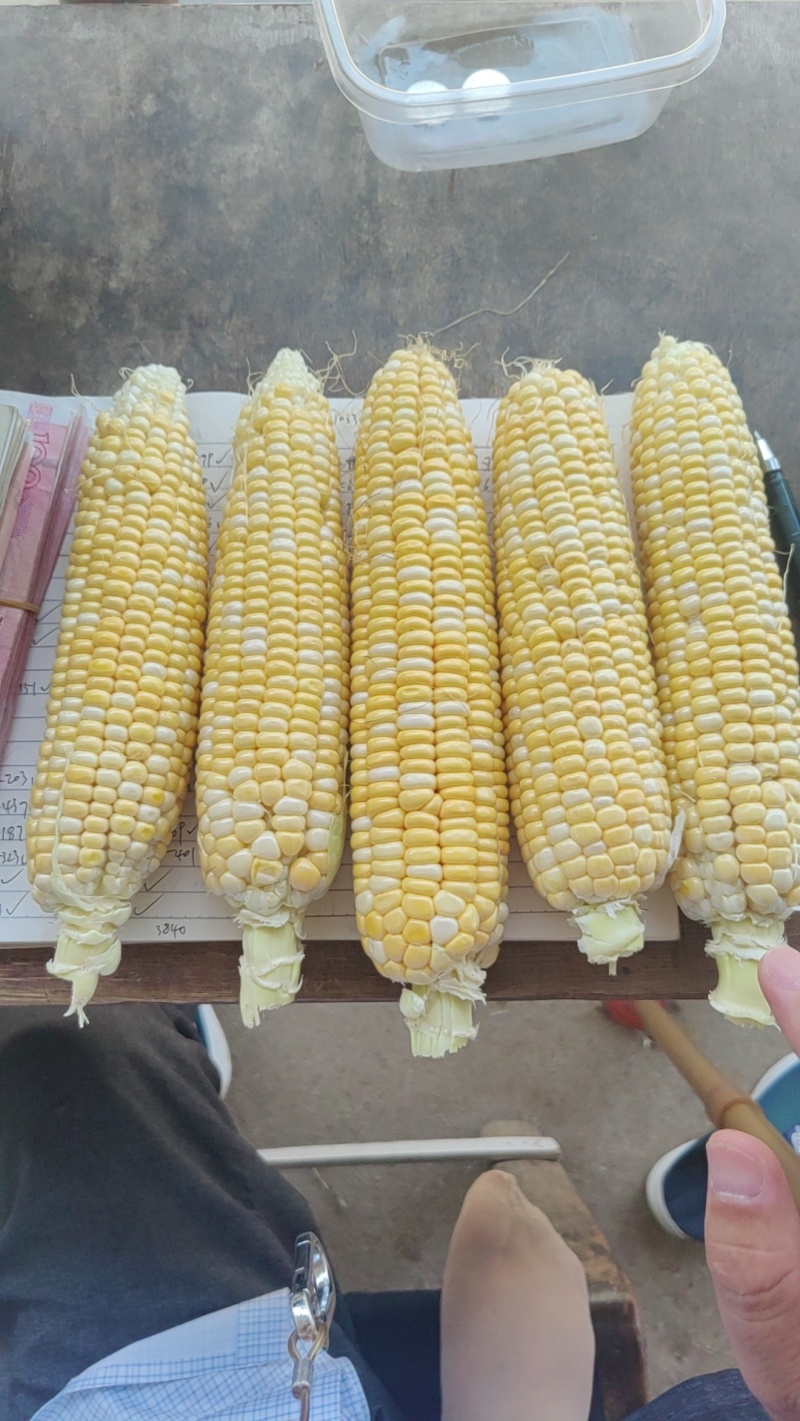 各种玉米棒，适应各种小商贩，500~5000斤，现摘现发