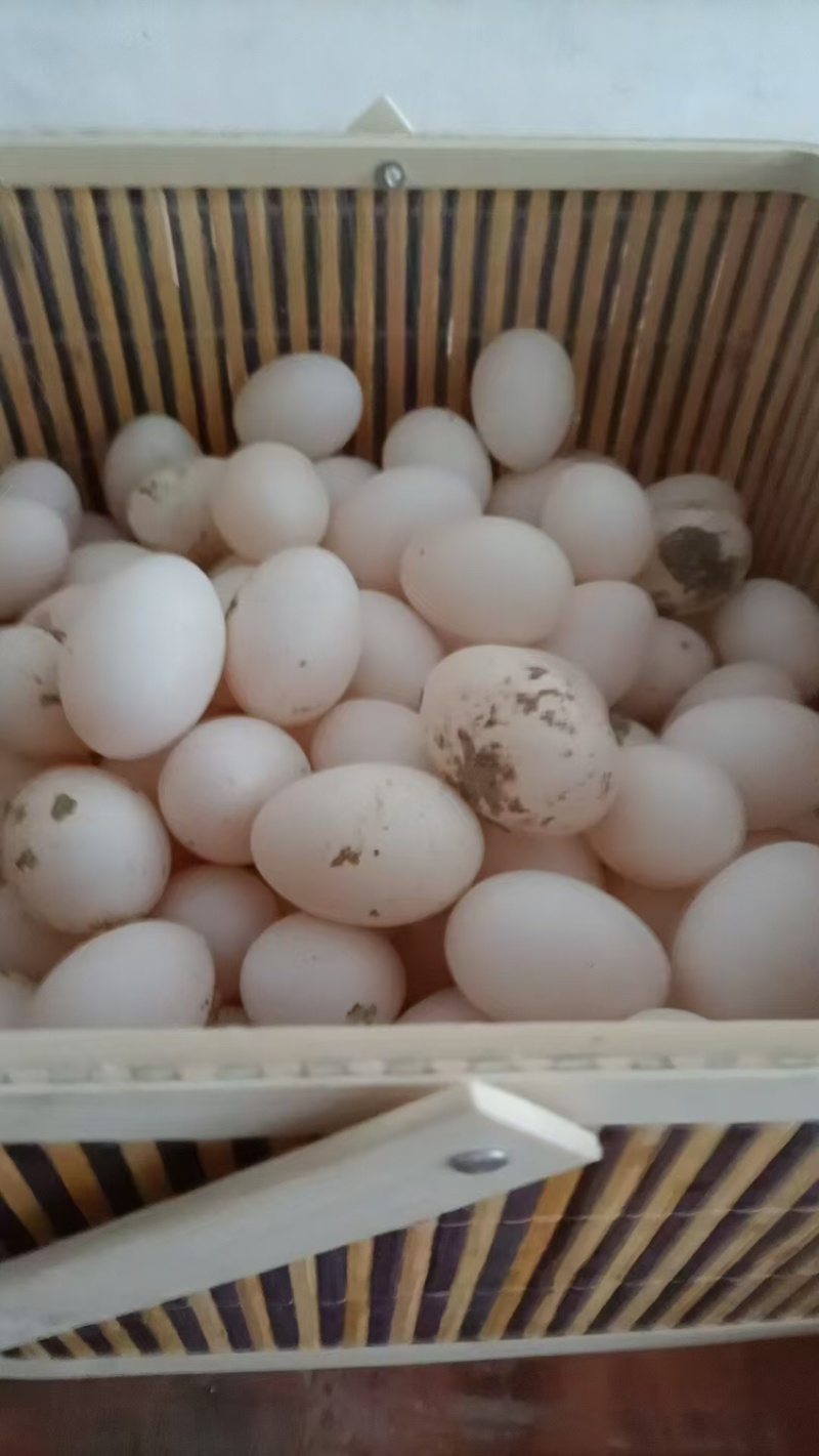鸽子蛋