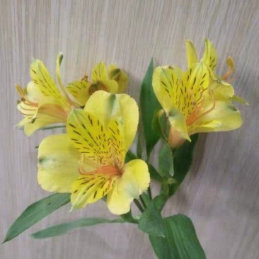 山丹百合