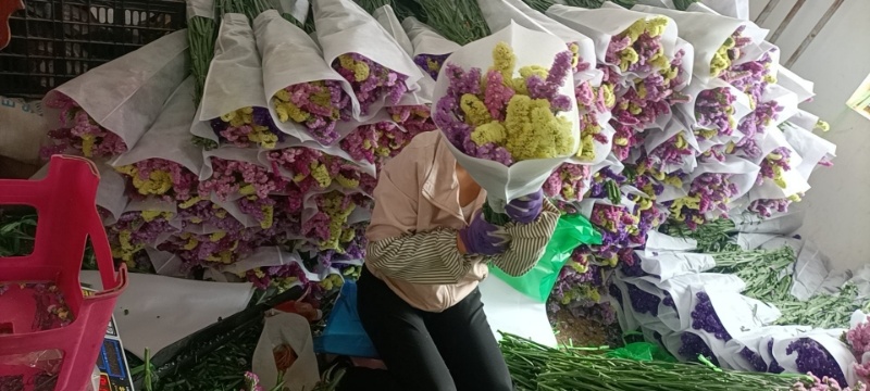 勿忘我鲜花，长期供货，云南基地直销，保质保量