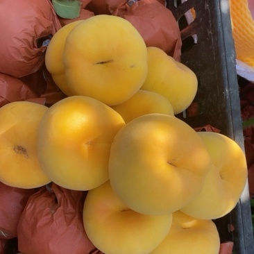 黄毛蟠桃