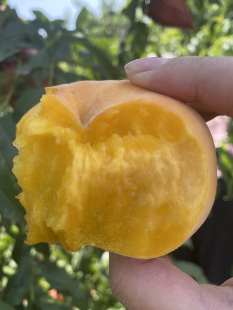 黄毛蟠桃