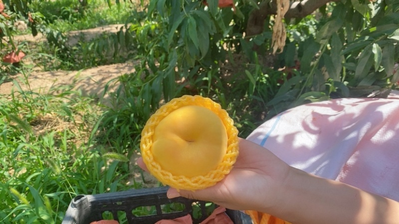 黄毛蟠桃
