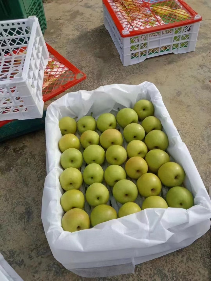 云南蜜梨，蜂糖梨，丁香梨