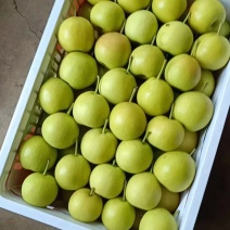 云南蜜梨，蜂糖梨，丁香梨