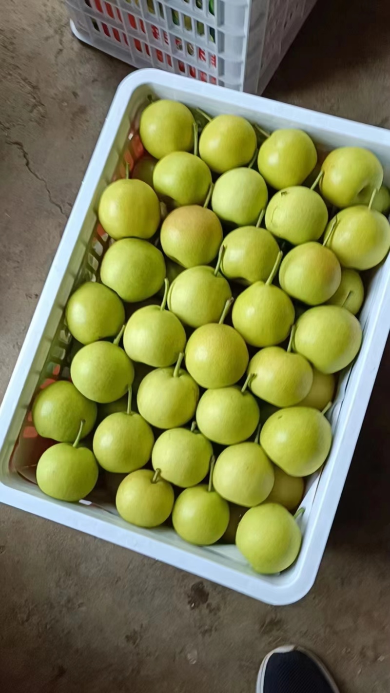云南蜜梨，蜂糖梨，丁香梨