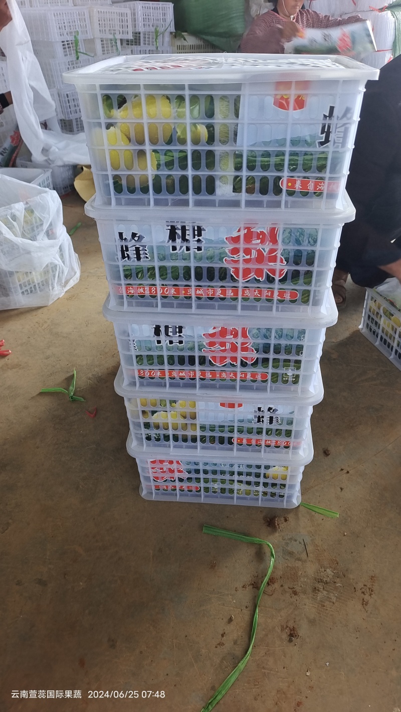 云南蜜梨，蜂糖梨，丁香梨