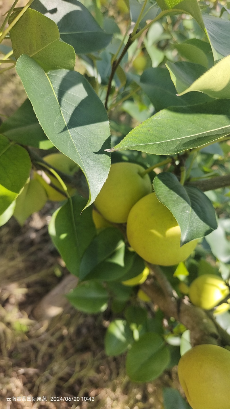 云南蜜梨，蜂糖梨，丁香梨