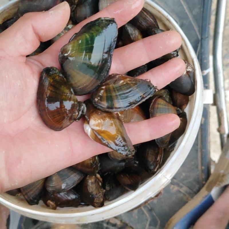 河蚌