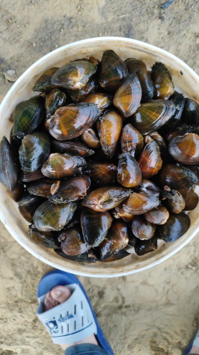河蚌