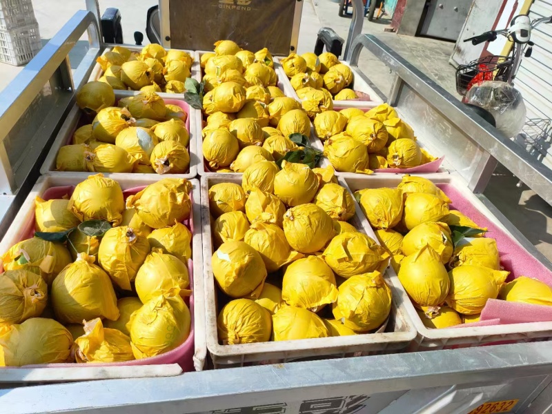 酥脆一号梨砀山苏翠一号翠玉梨承接商超电商代发全国市场