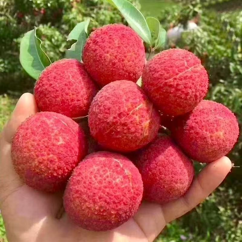 黑叶荔枝一件代发京东空运包邮次日达坏果包赔可开发票