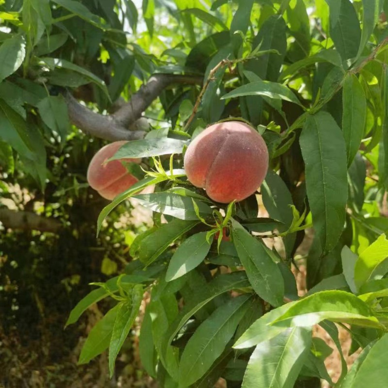 郑三毛桃大荔毛桃基地直供量大从优代发全国市场