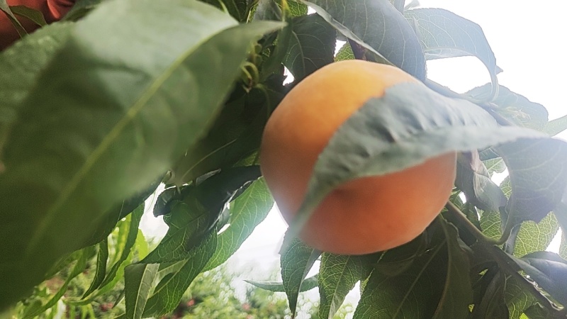 黄金蜜一号