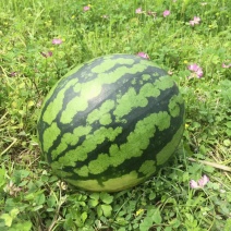 【实力推荐】陆地精品西瓜有籽麒麟西瓜品质保障可视频看货