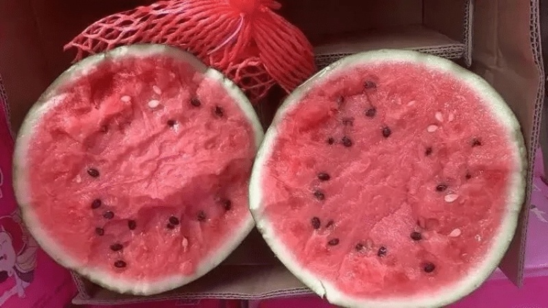 【实力推荐】陆地精品西瓜有籽麒麟西瓜品质保障可视频看货