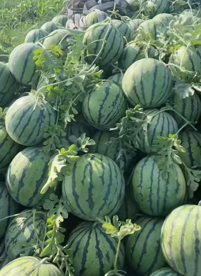 【实力推荐】陆地精品西瓜有籽麒麟西瓜品质保障可视频看货