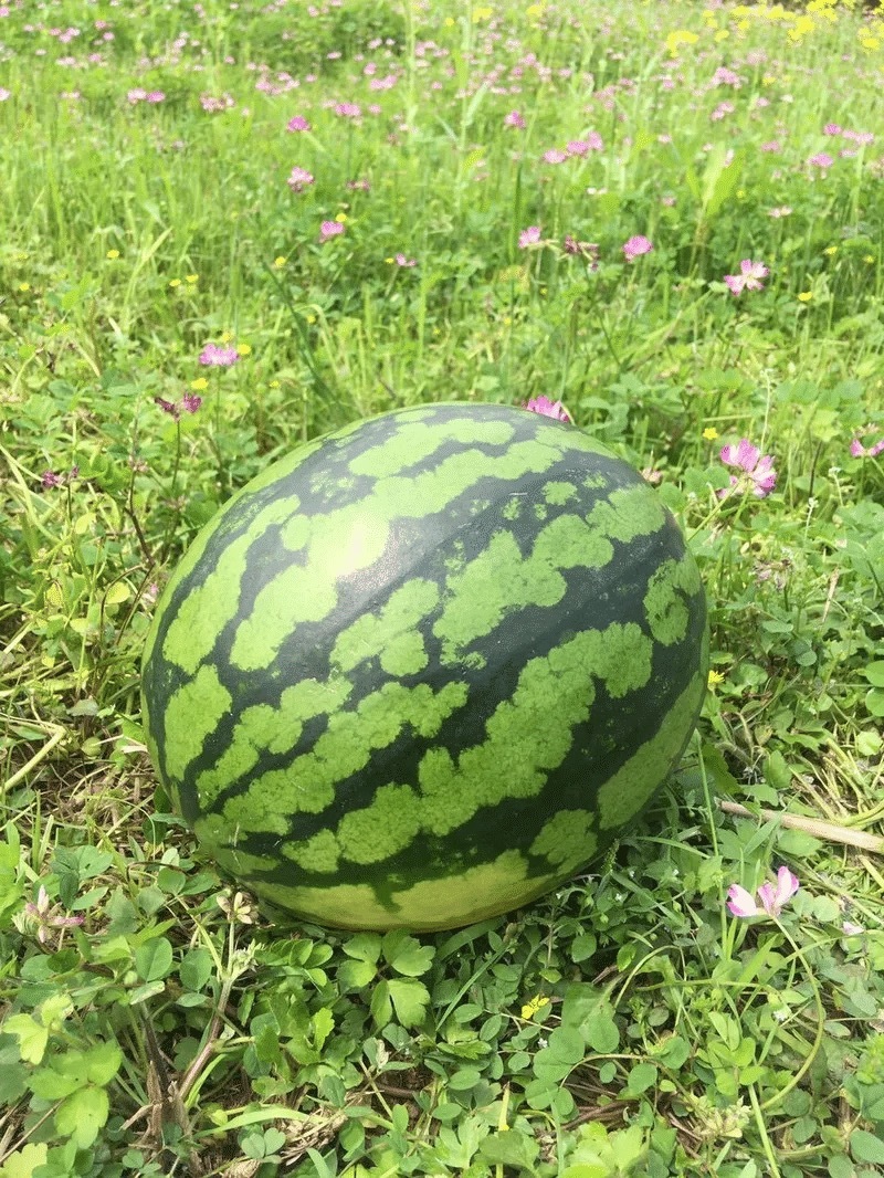 【实力推荐】陆地精品西瓜有籽麒麟西瓜品质保障可视频看货