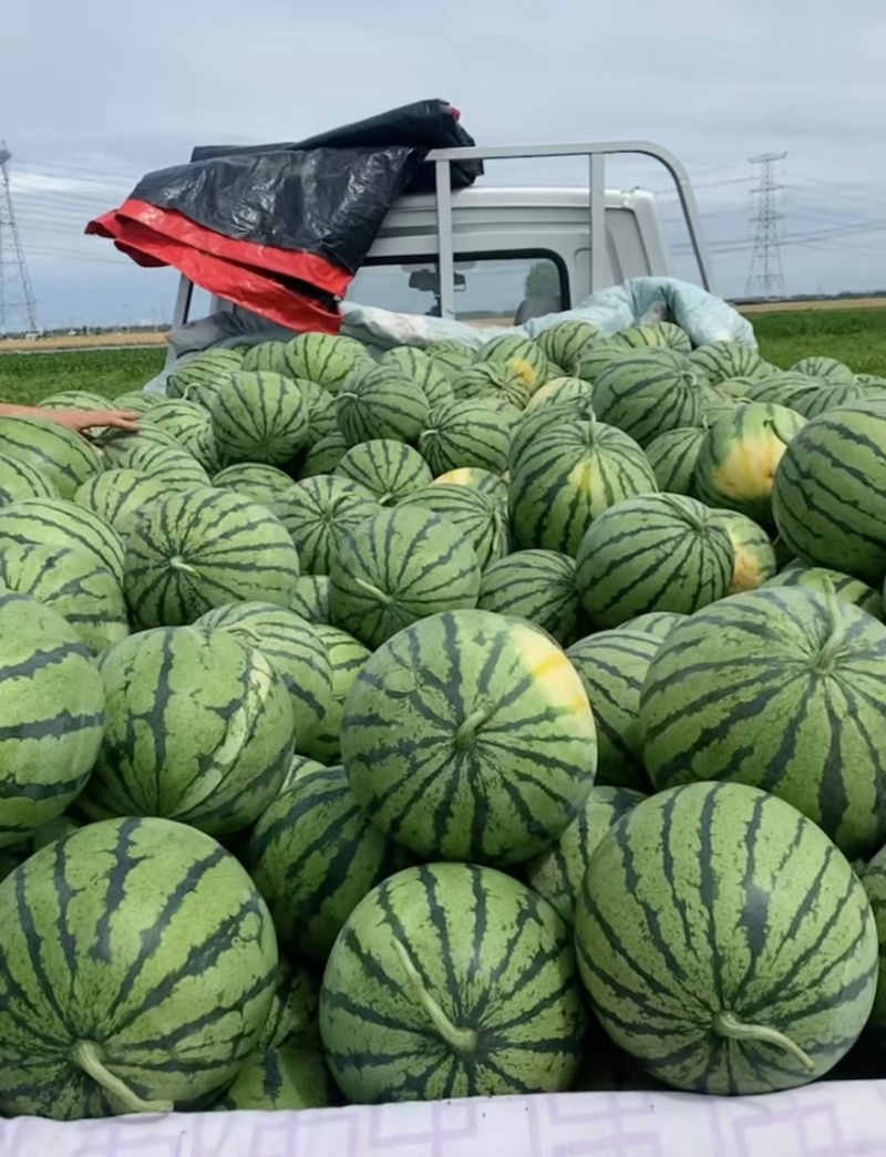 【实力推荐】陆地精品西瓜有籽麒麟西瓜品质保障可视频看货