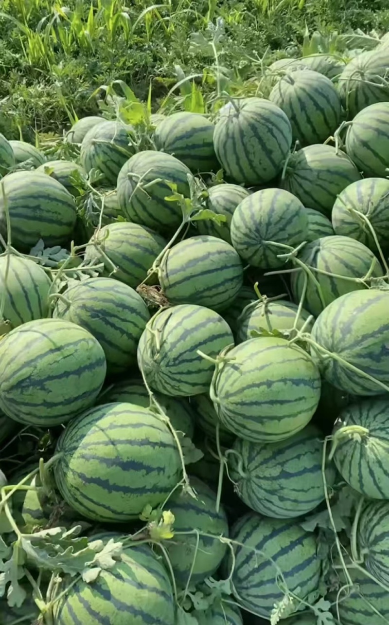 【实力推荐】陆地精品西瓜有籽麒麟西瓜品质保障可视频看货