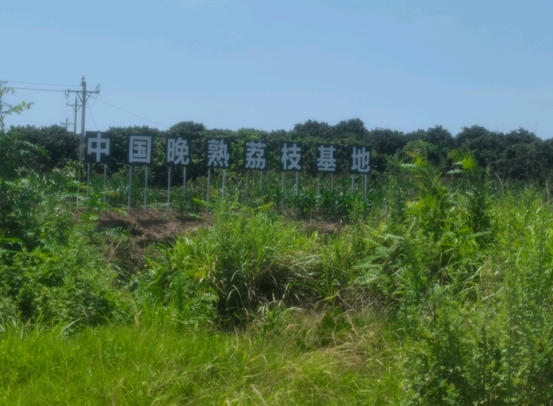 大红袍荔枝基地直销可定金包园量大优惠一件代发包邮