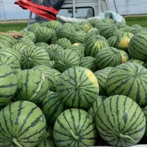 【每日推荐】天津静海陆地有籽麒麟西瓜沙脆爽口可视频看货