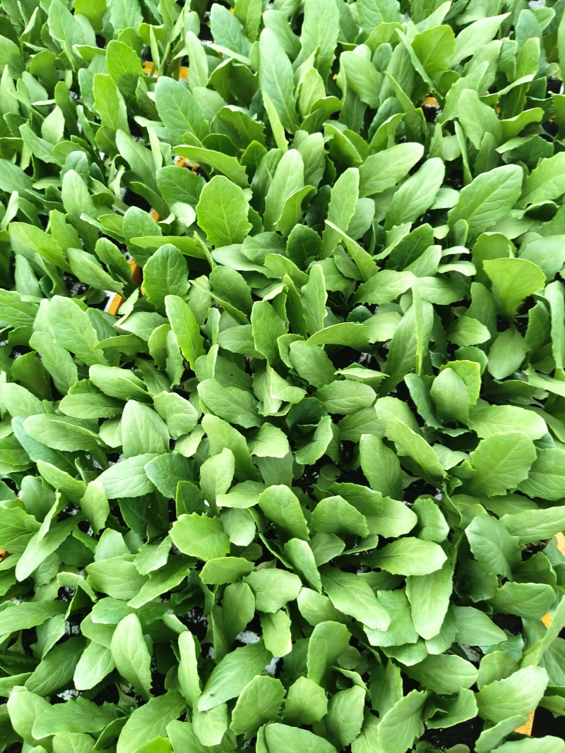 常年出售各种精品蔬菜苗