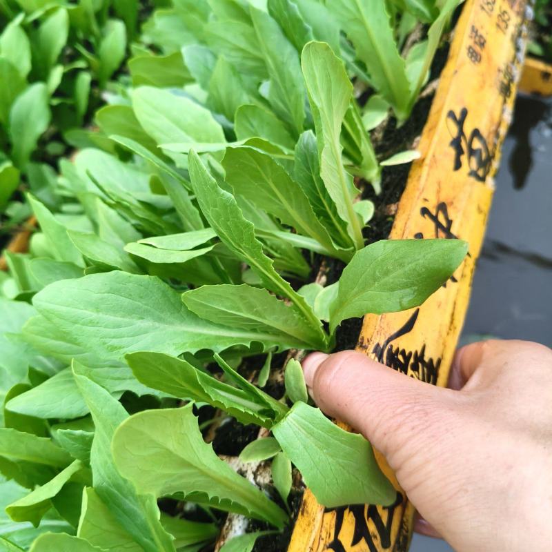 常年出售各种精品蔬菜苗