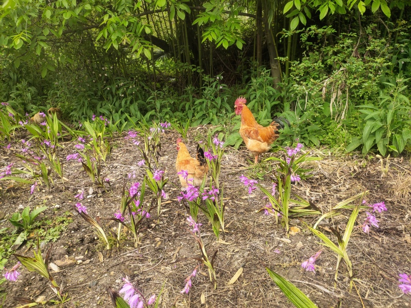 农村散养土鸡