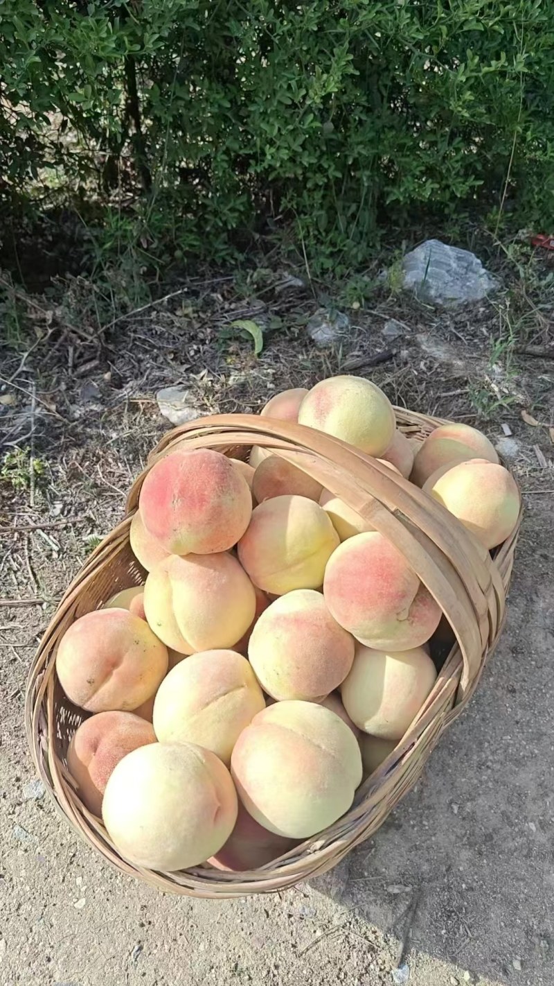 产地油桃大量有货，欢迎各位老板前来光临