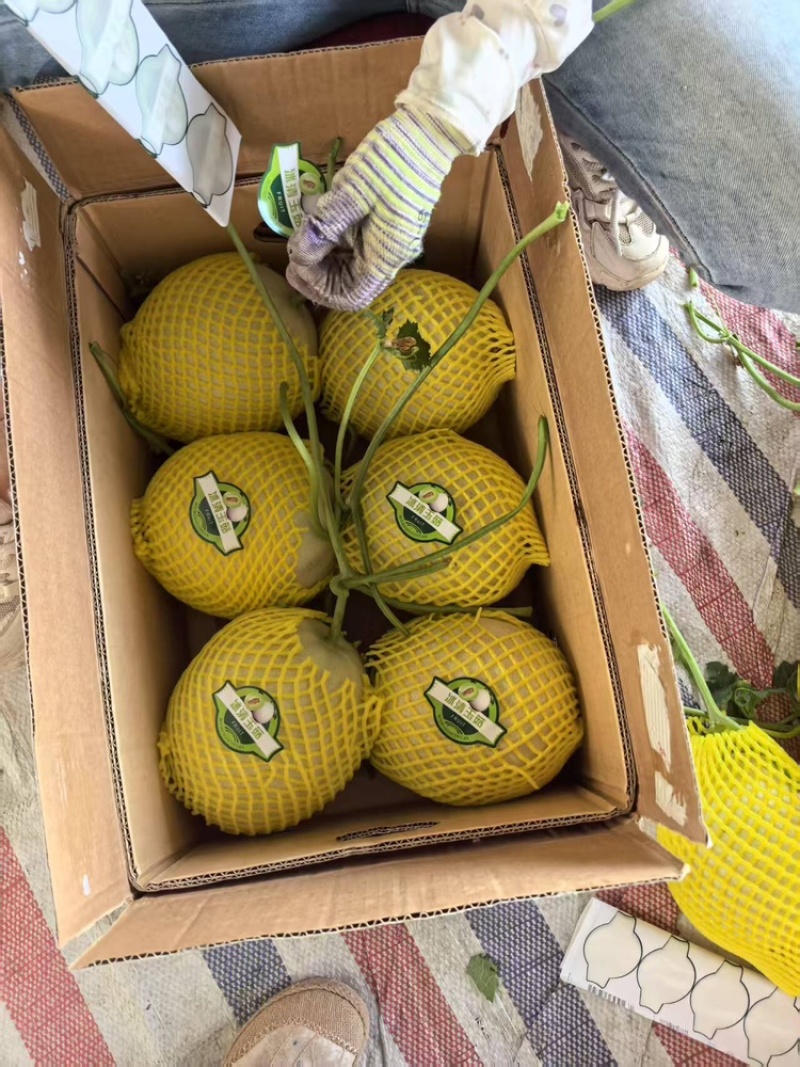 山东玉姑蜜瓜一手货源，货量充足质量保证，视频看货全国发货