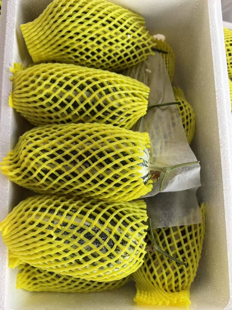 山东博洋九号哈密瓜，基地直发一手货源视频看货全国发货