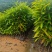 木荷，自家种植基地，产地直销，量大从优，防火线专用造林苗