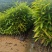 木荷，自家种植基地，产地直销，量大从优，防火线专用造林苗