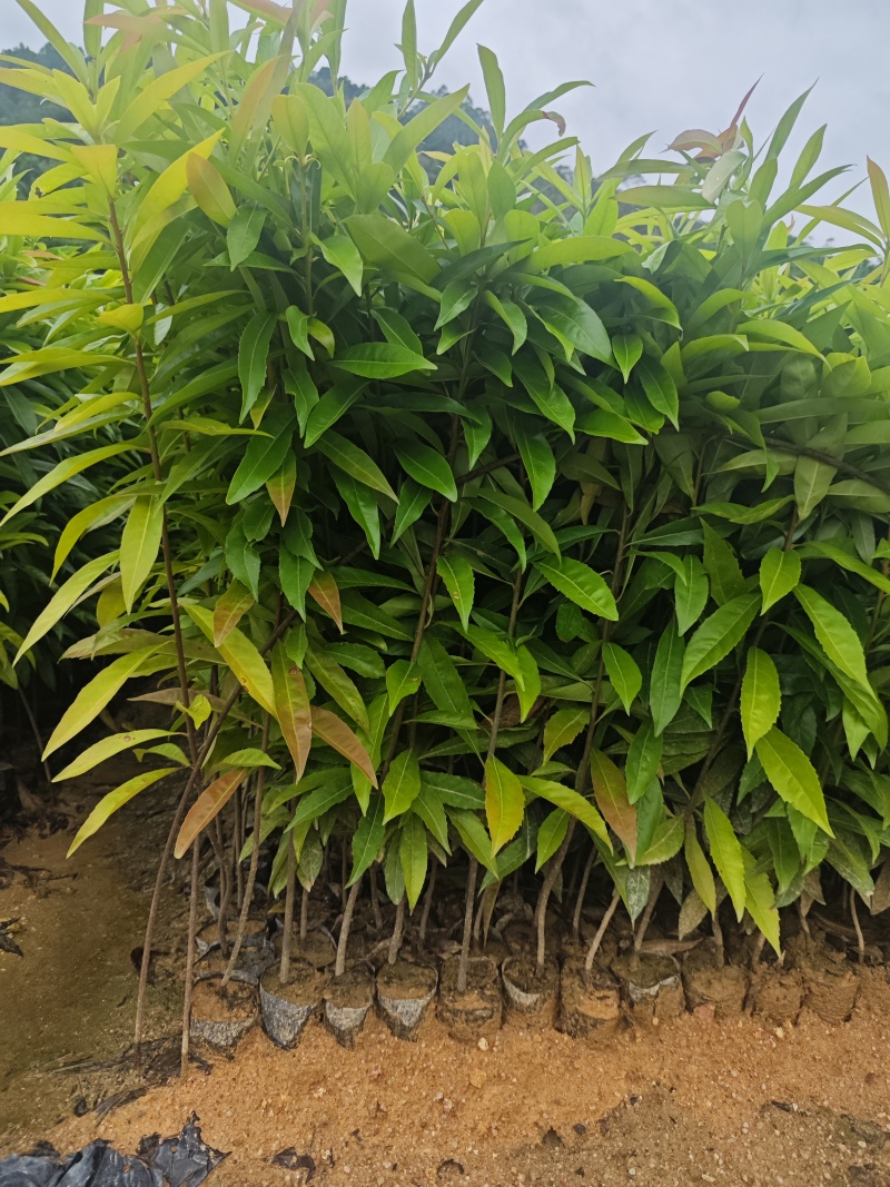 木荷，自家种植基地，产地直销，量大从优，防火线专用造林苗